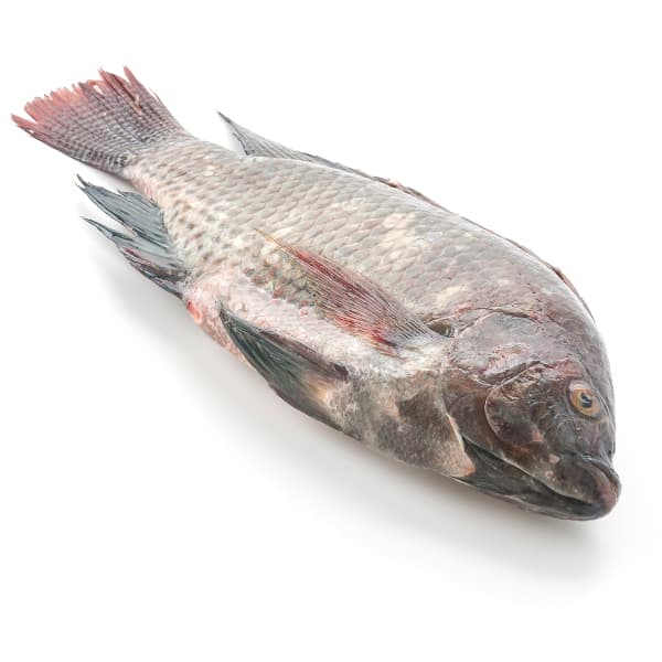 Buy Tilapia Whole Fish - Amana Butchery Halal