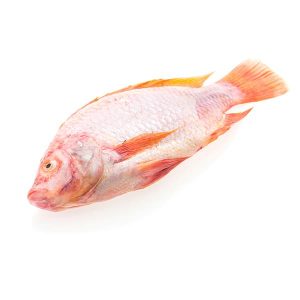Buy Red Snapper Fish - Amana Butchery Halal Seafoods