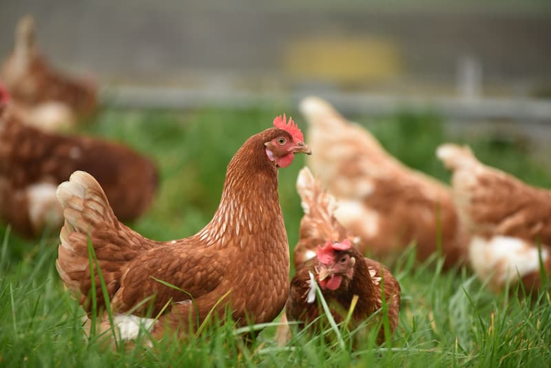 Chicken Meat for Export in Kenya - Amana Halal Meat Exporters