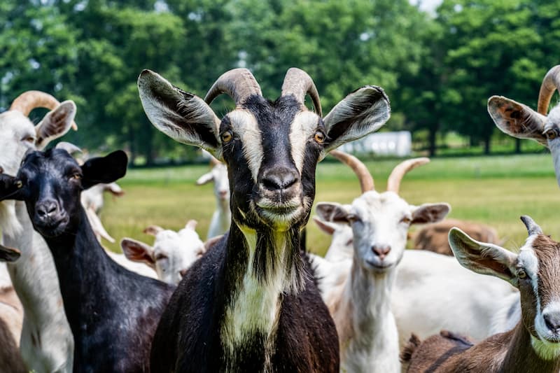 Goat Meat for Export in Kenya - Amana Halal Butchery